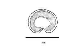   Embryo:   Silene rubella ; Illustration by K. Parker, Kirkbride et al. (2006)
